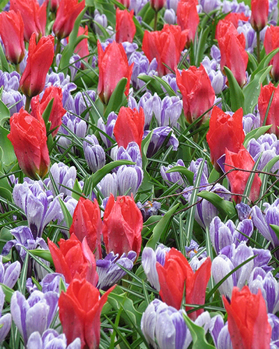 Promise of Spring.jpg